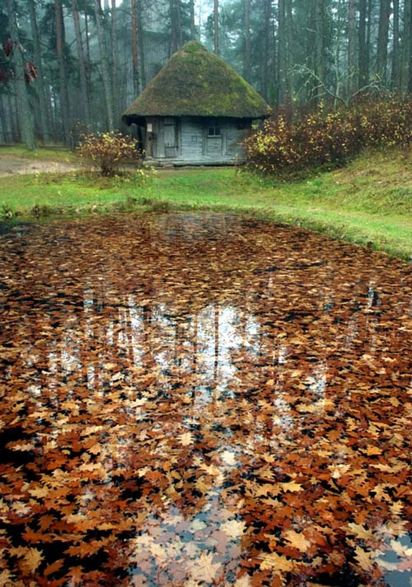 Raksta foto