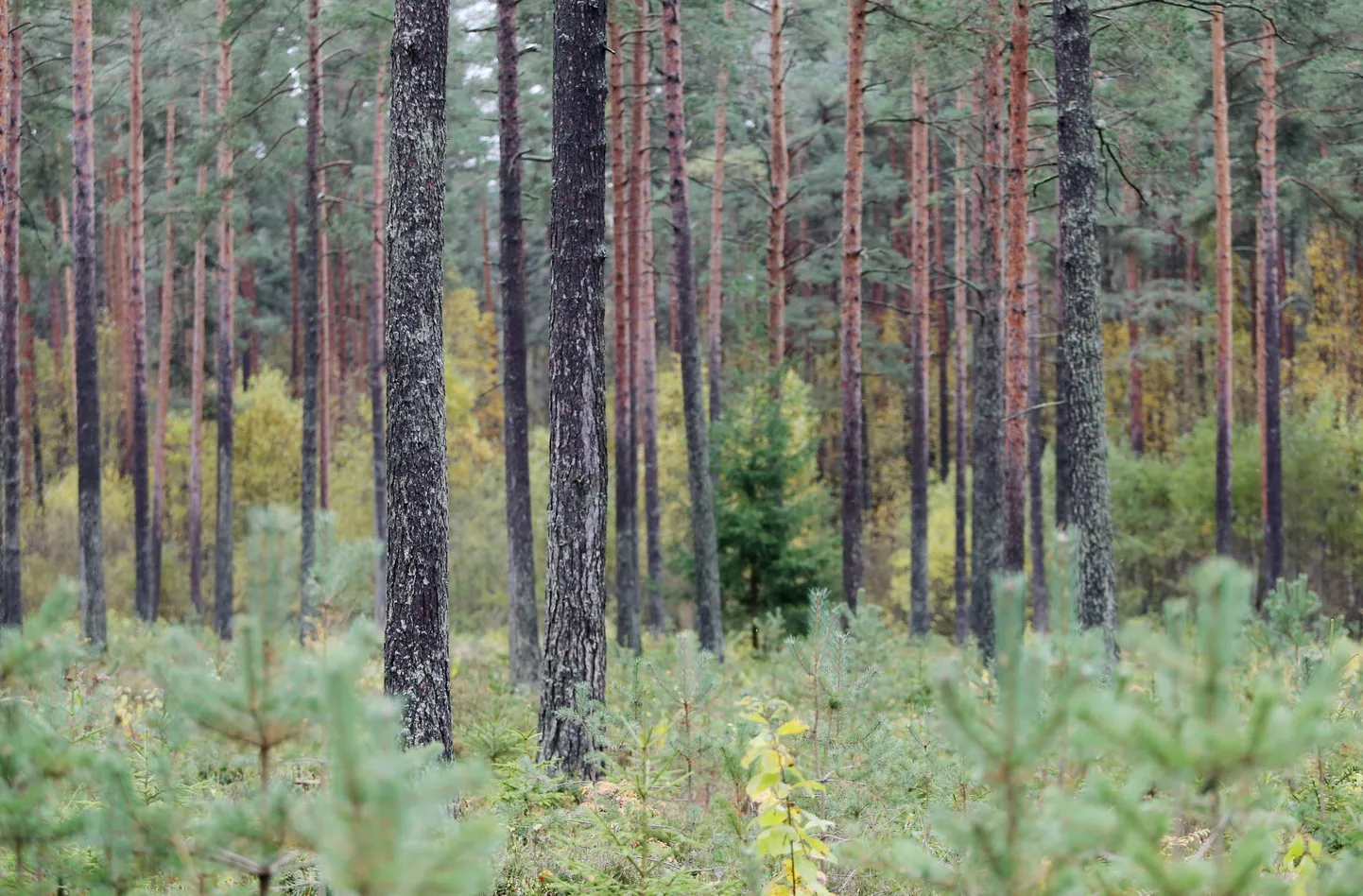 Männimets.