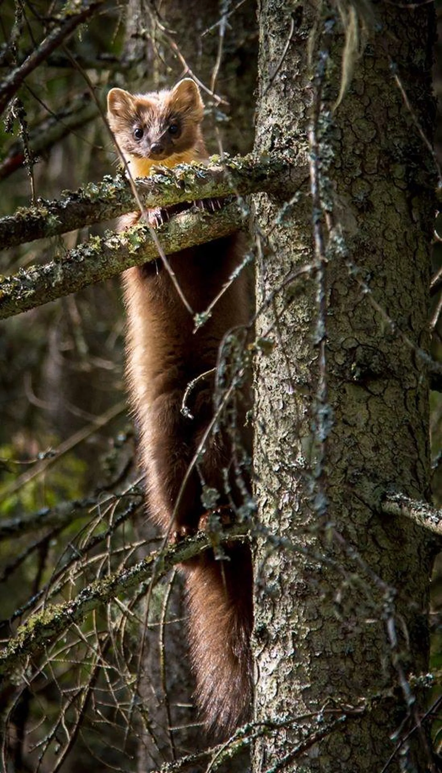 Metsnugis Lääne-Virumaal Mustojal.