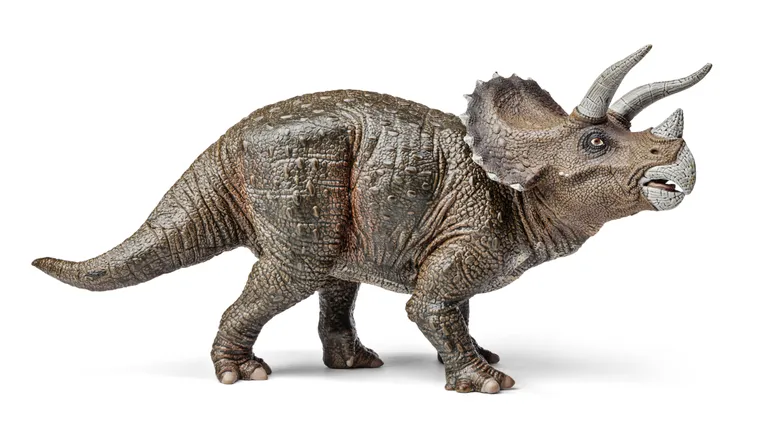 Triceratops.