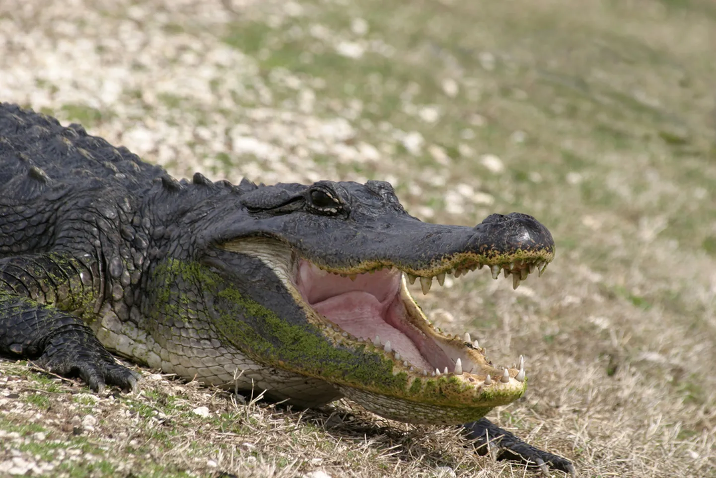 Krokodill