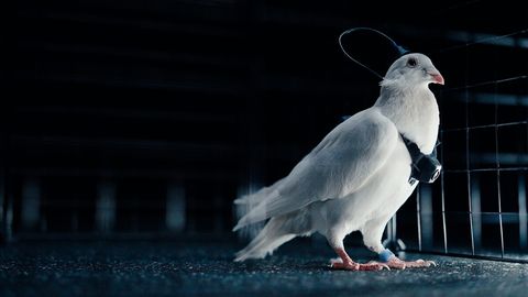 Vene idufirma häkib tuvide ajudesse ja teeb neist juhitavad robotid