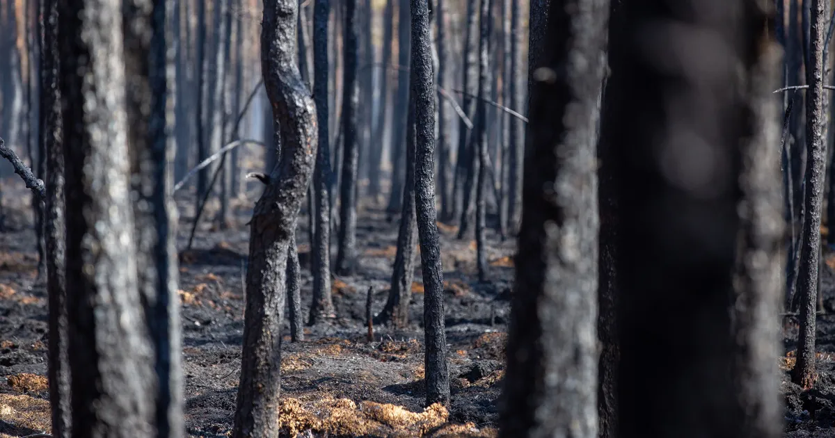 FOTOD Onnid, lõkked ja kuiv turvas: kas Viimsi raba on ühe sädeme ...