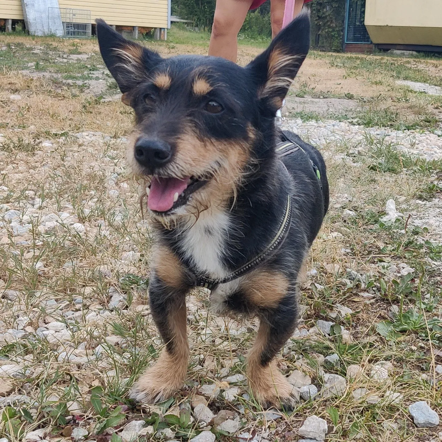 Frodo loodab peagi leida uue, rahuliku kodu.