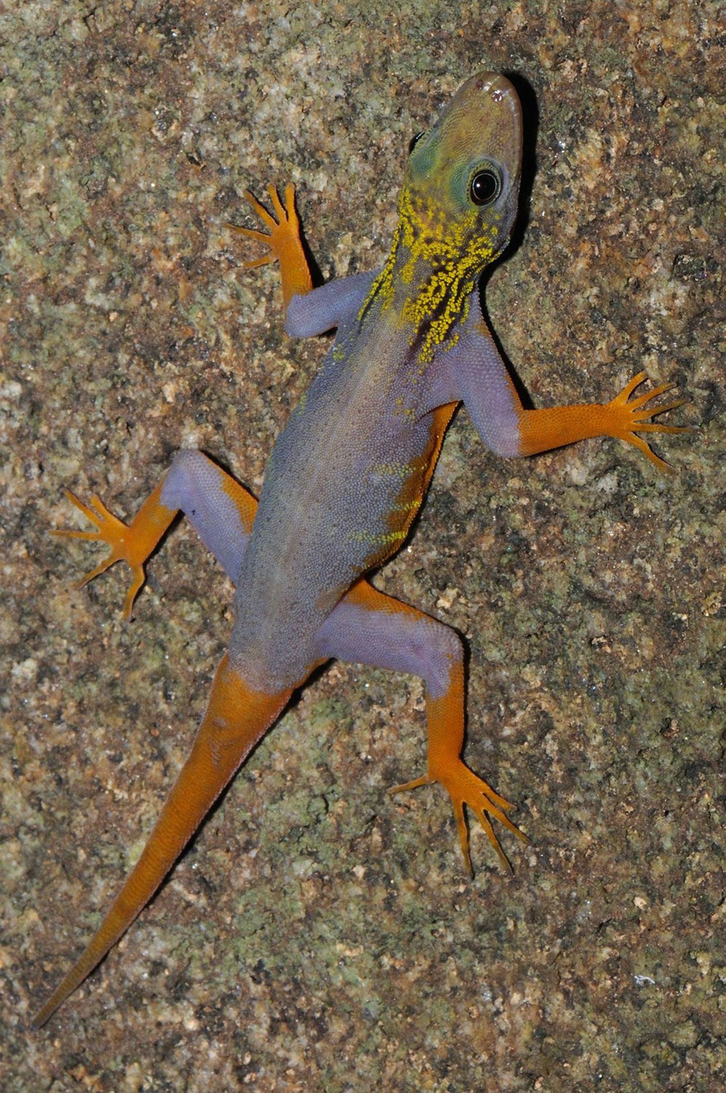 Üks avastatud liikidest,psühhedeelse välimusega geko(Cnemaspis psychedelica).