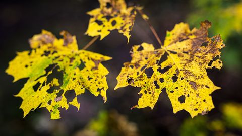 Tuvākajā diennaktī dažbrīd līs