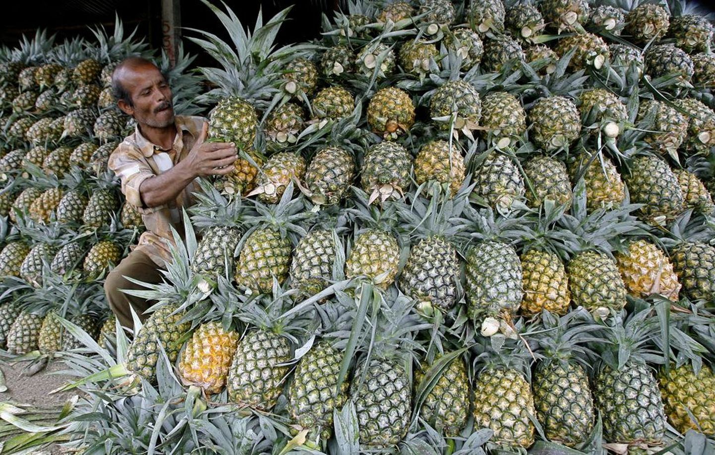 Продажа ананасов в Индии.