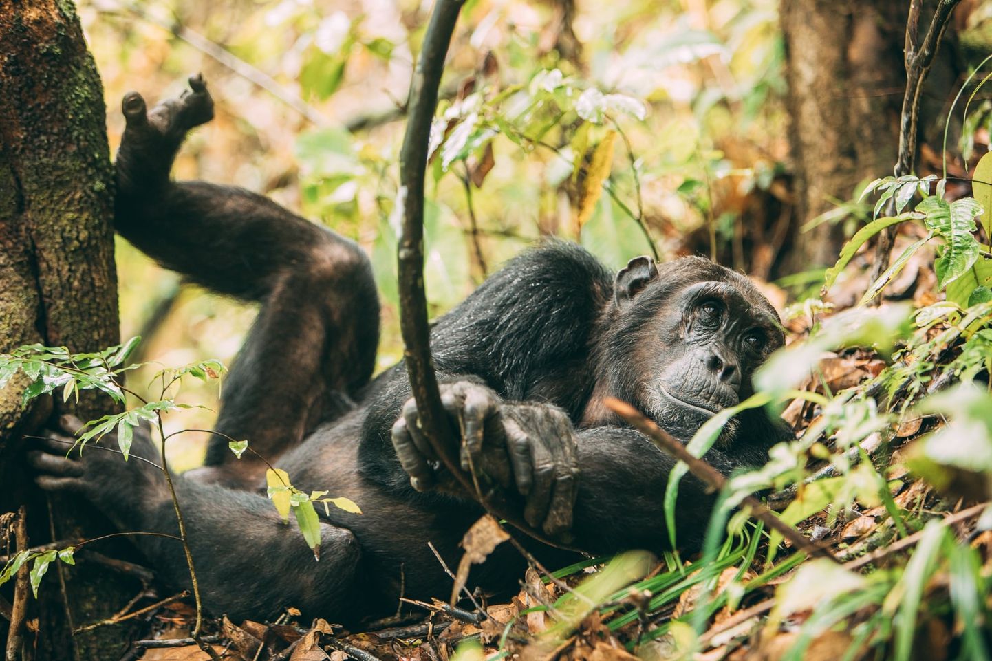 Šimpanze Loango nacionālajā parkā, Gabonā.