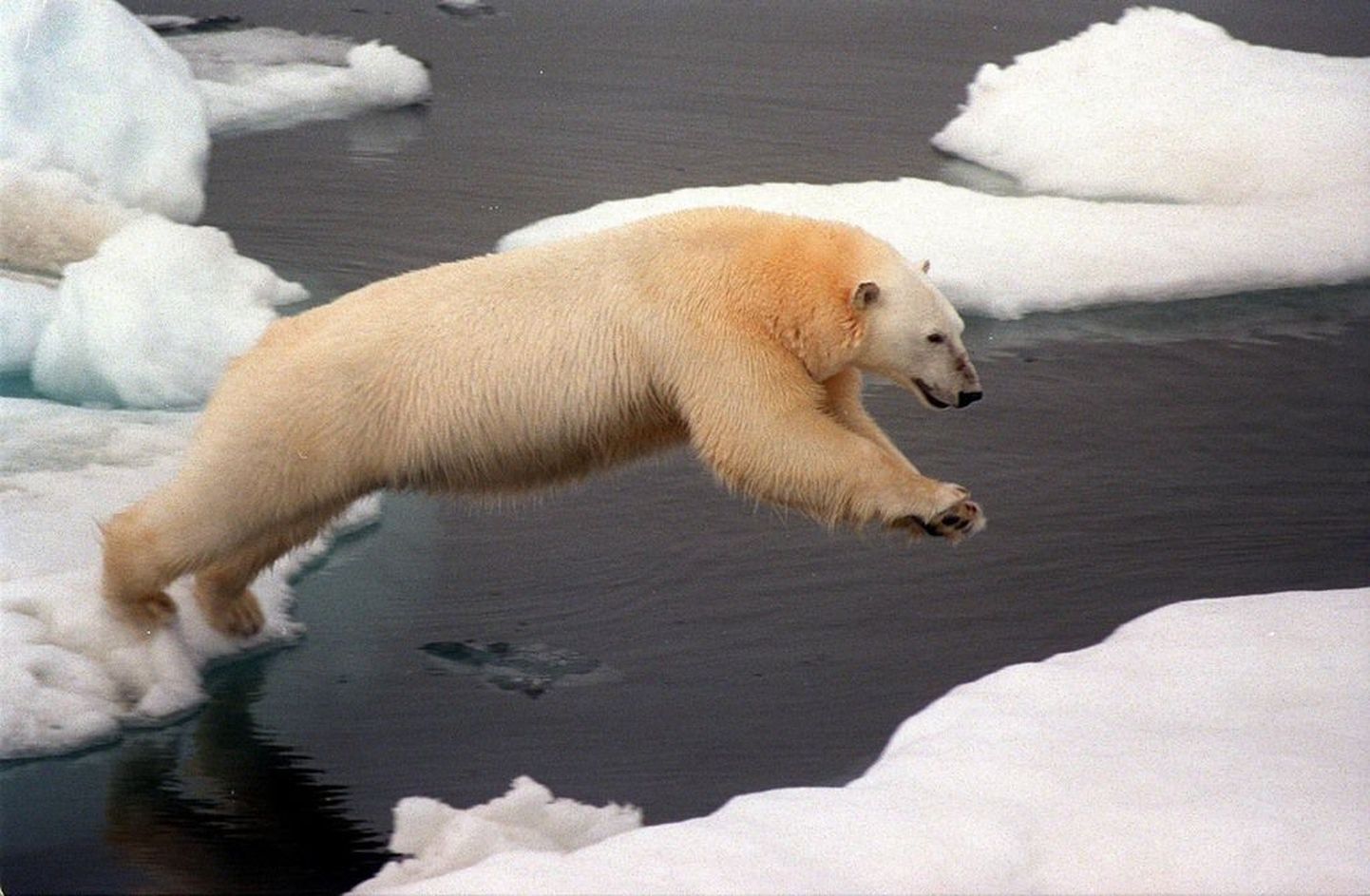 Kliimamuutused võivad saada jääkarudele saatuslikuks.