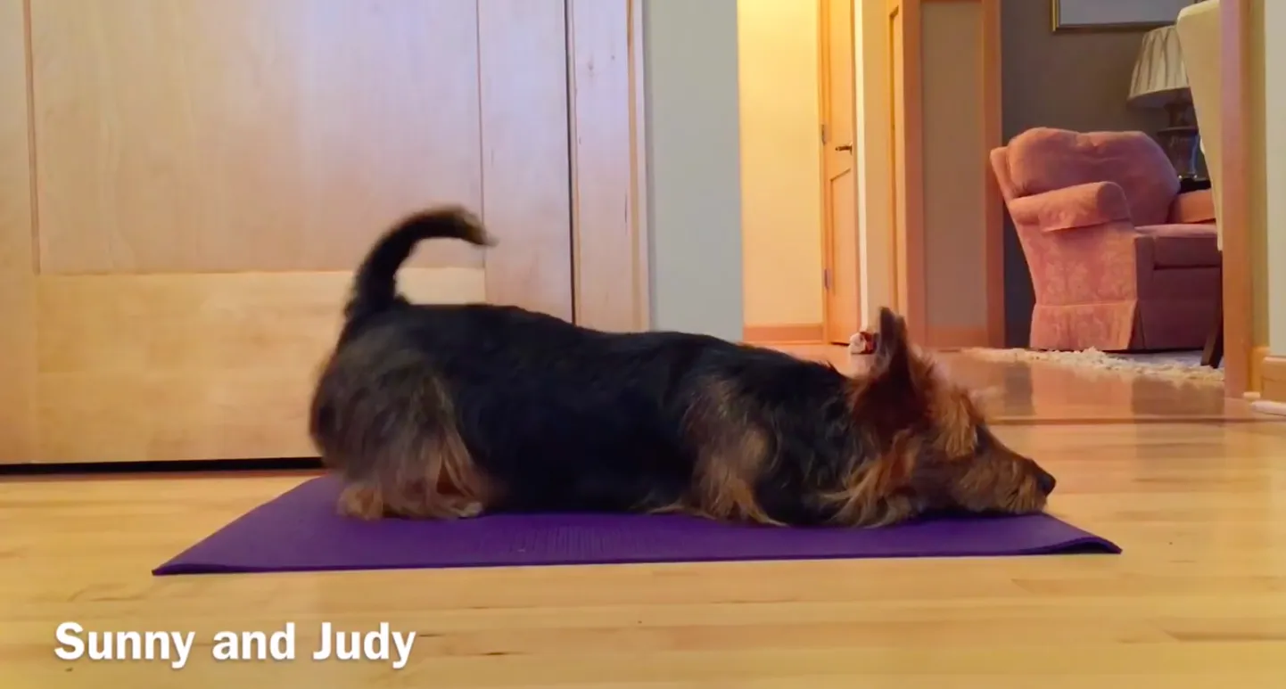 Joogat tegev Judy.