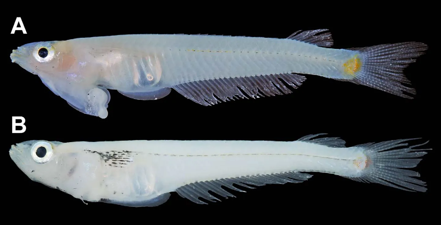 Phallostethus cuulong - üleval isane, all emane