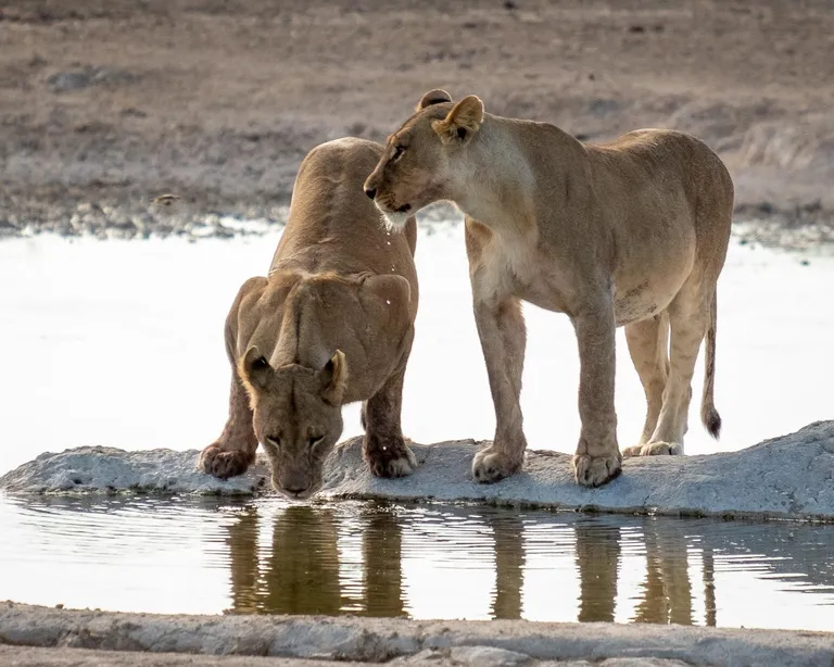 Lõvid Etosha rahvuspargis. Loomad kogunevad veesilmade ümber.