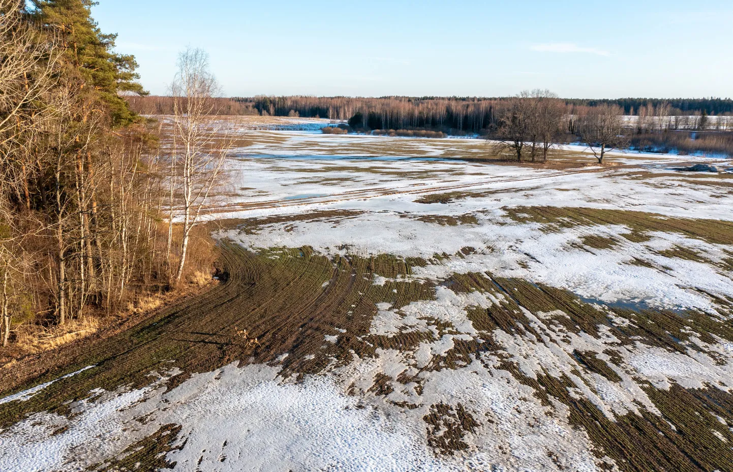 Põld ja mets, kus võiks olla riigihankega ehitatud maantee. Pilt on illustratiivne.