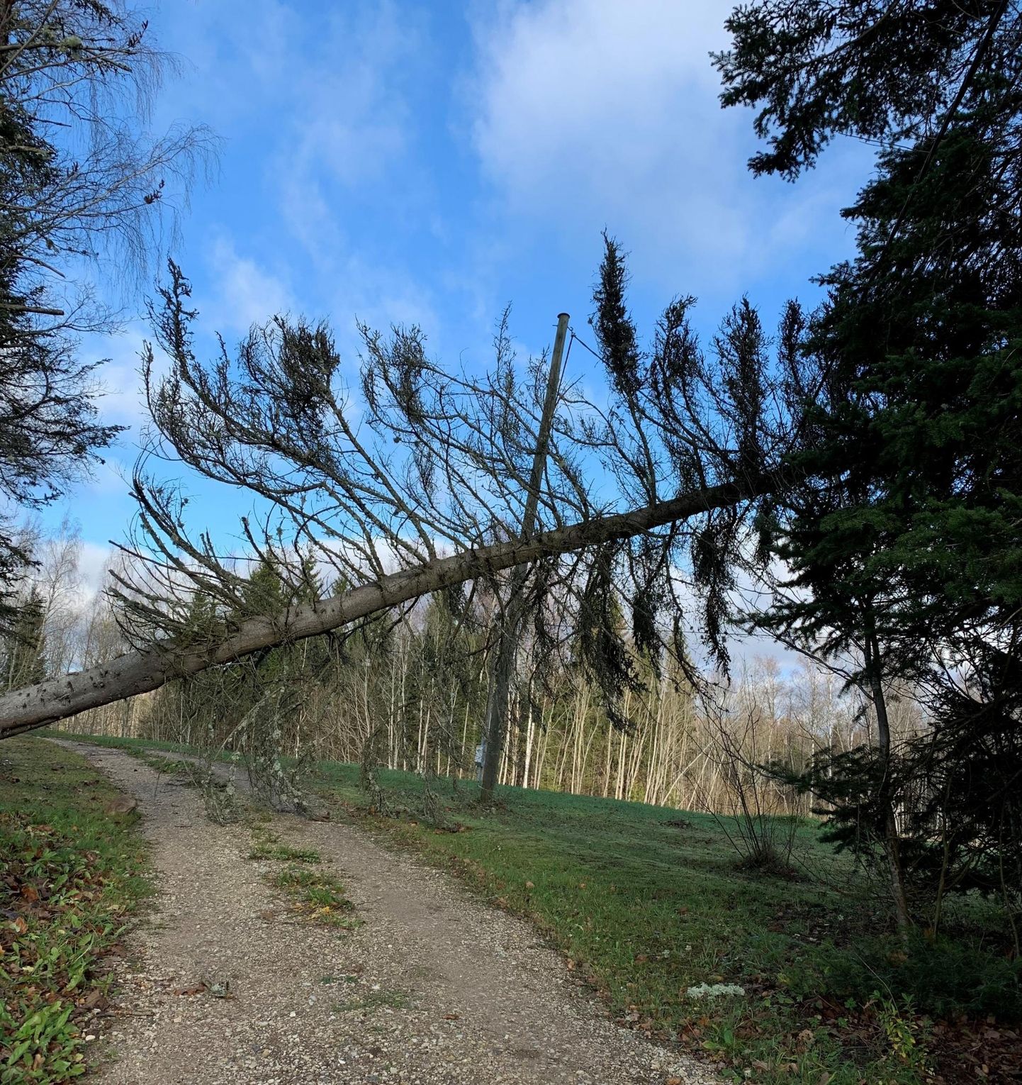 Tugev tuul murdis läinud ööpäeval puid ja põhjustas elektrikatkestusi.