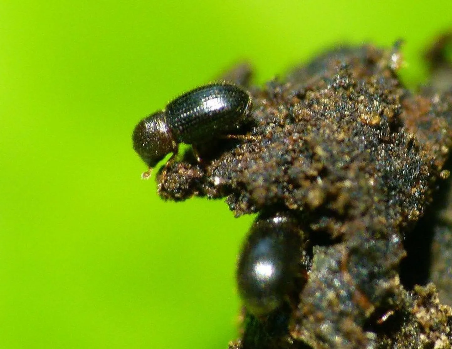 Hypothenemus hampei