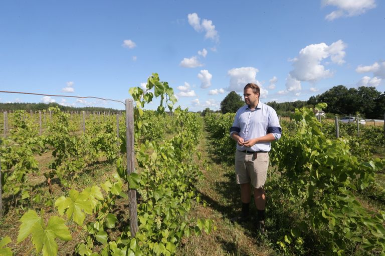 Tamme Traube viinamarjatalu peremees Karl Feigenbaum.