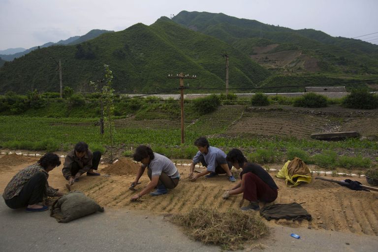 Põhja-Korea naised töötamas tee ääres. Foto: Scanpix