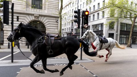 Повредили автомобили и ранили людей: в Лондоне лошади сбежали с репетиции Королевской гвардии