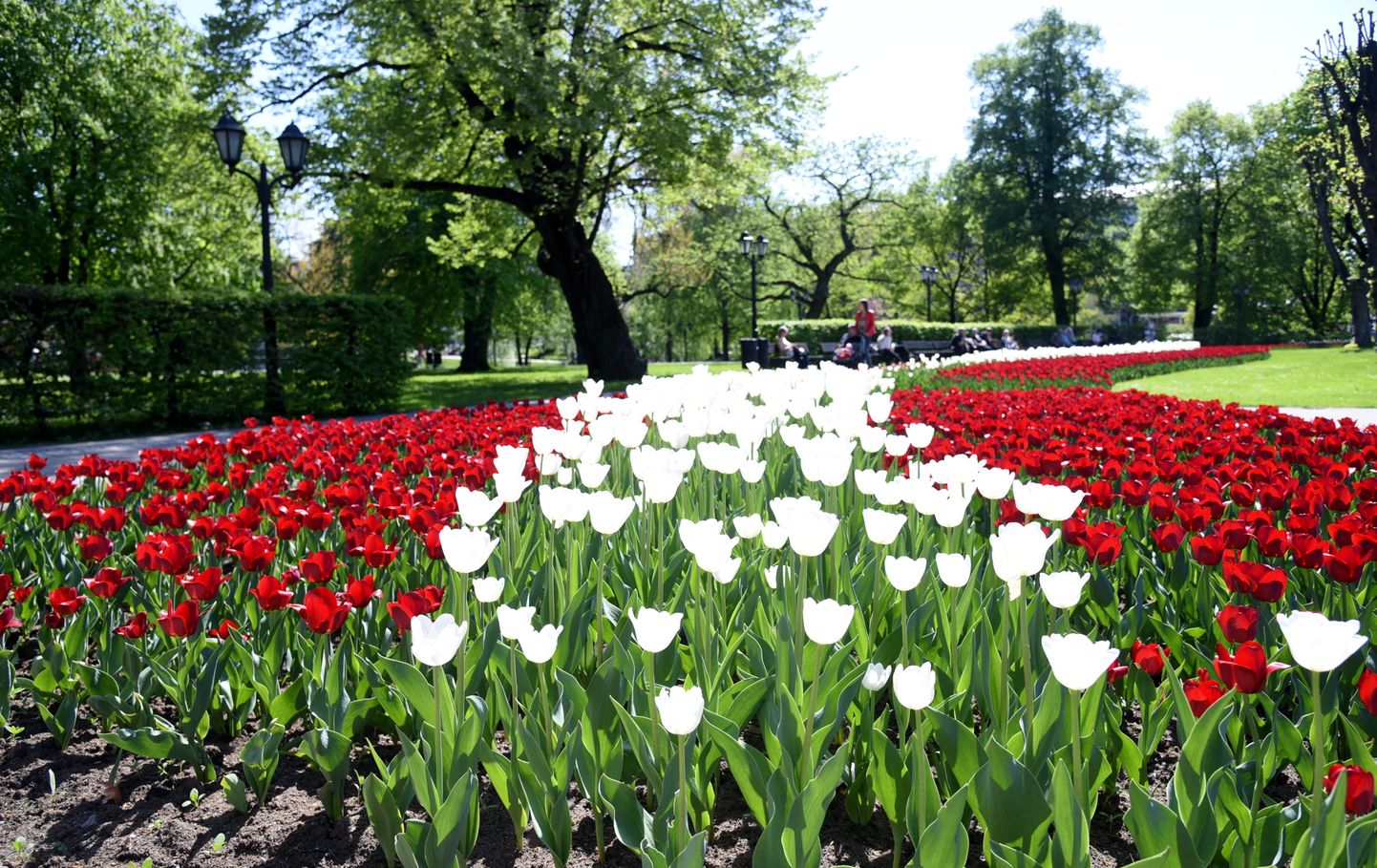 Simtgades pavasara dobe pie Brīvības pieminekļa - Latvijas karogs, kurš veidots no triumfa grupas tulpēm.