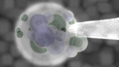 Geneetilised testid loovad võimaluse ainult nupukate järglaste sünniks. Samas on teada tõde, et intelligentsuse arengut tõukab oluliselt tagant kasvukeskkond. Geneetilised testid loovad võimaluse ainult nupukate järglaste sünniks. Samas on teada tõde, et intelligentsuse arengut tõukab oluliselt tagant kasvukeskkond.