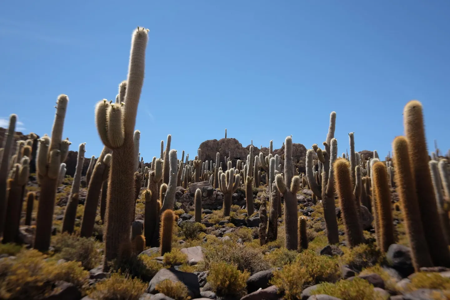 Isla Incahuasi on üks Uyuni kõrbe populaarseimatest vaatamisväärsustest, mis meelitab külalisi imetlema saare 16 000 kaktust.