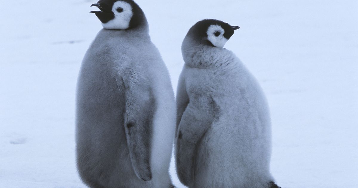 Vahva video: ohtu sattunud pingviinitibud leidsid ootamatu abilise