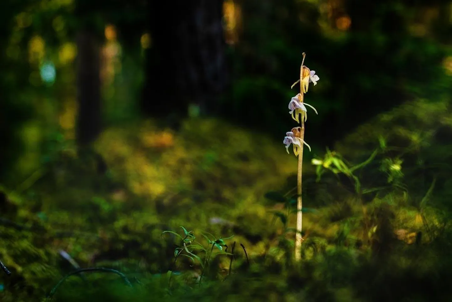 Eesti loodusfoto konkursi orhideede kategooria parim töö. Lehitu pisikäpp.