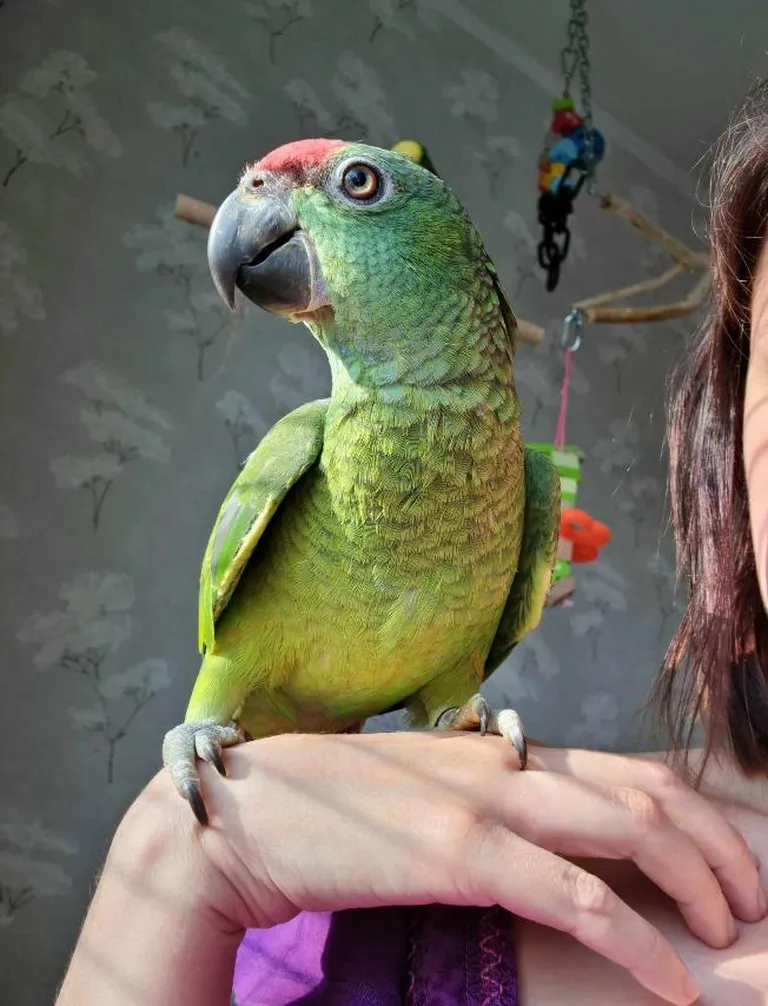 Raksta foto