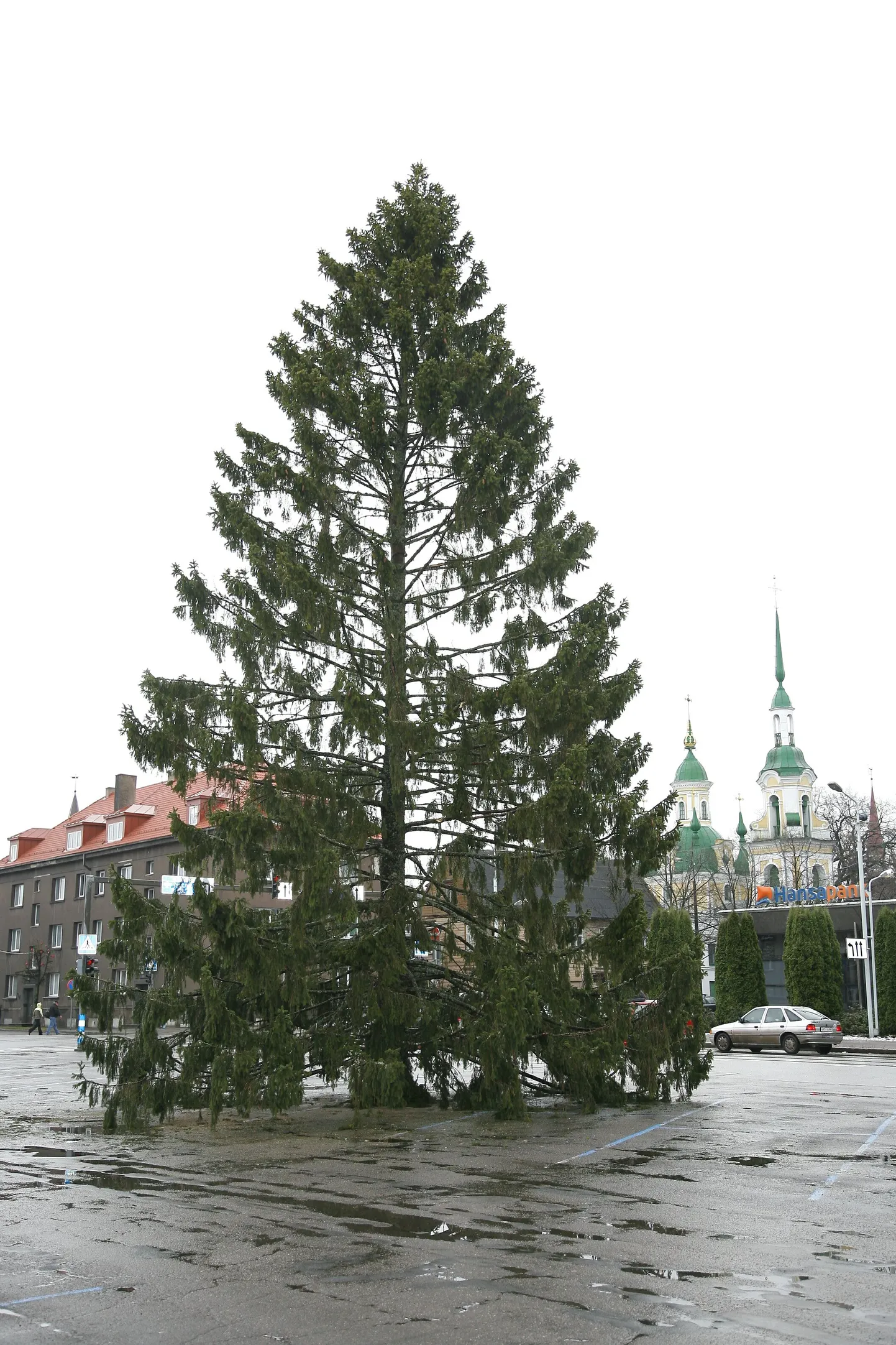 Pärnu tänavune jõulukuusk sai Endla ette platsile püsti viis päeva tagasi.