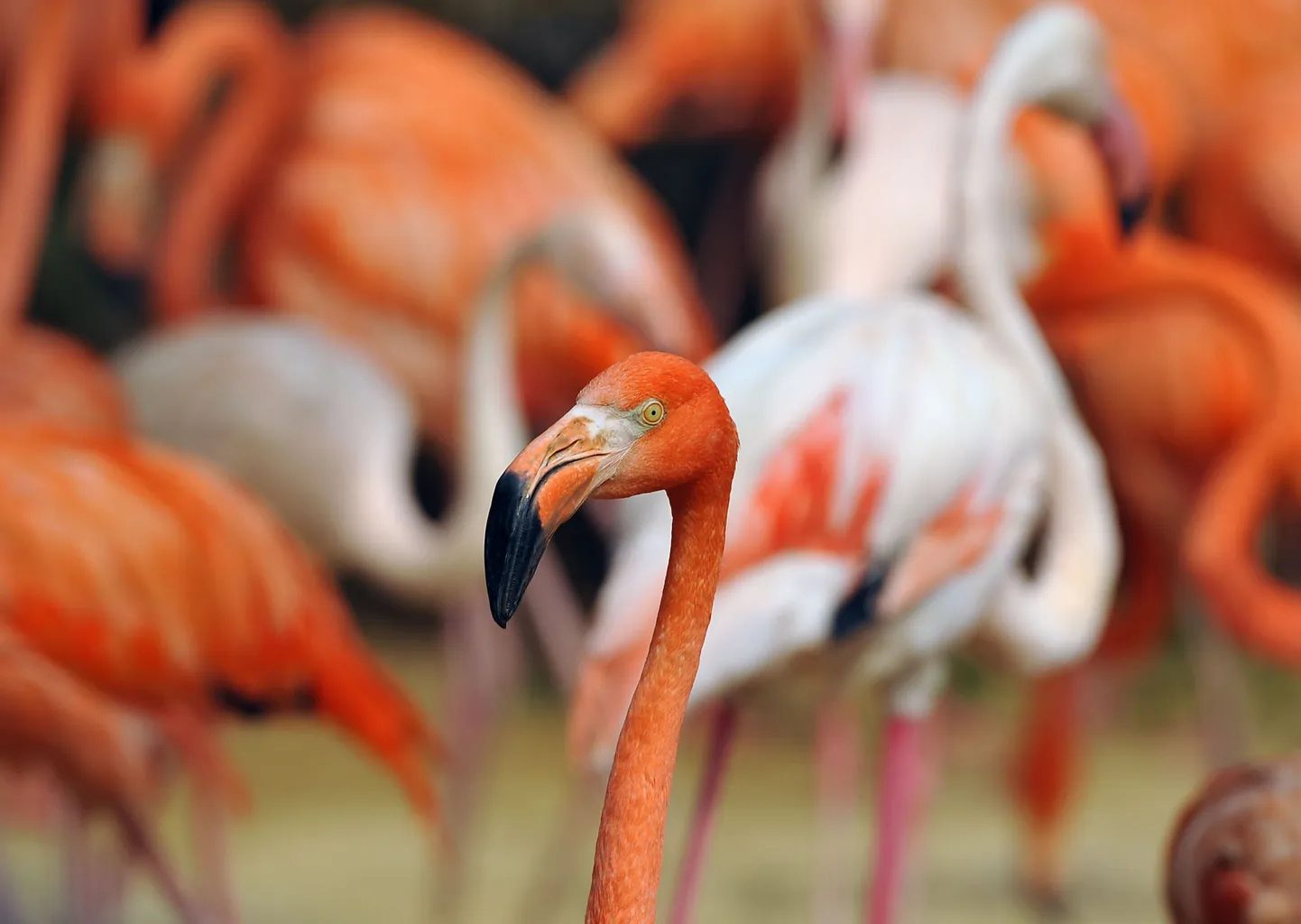 Flamingod