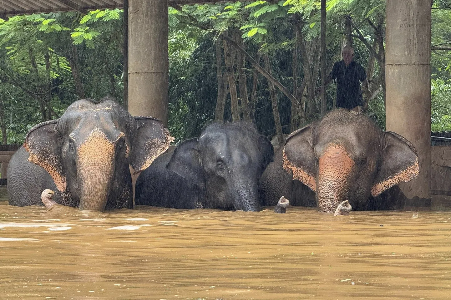 Chiang Mai provintsis jäid mitmed elevandid looduparkides üleujutuse tõttu veelõksu.