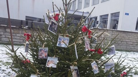 В Валге установили чудесную ель с фотографиями кошек и собак, ищущих дом к Рождеству 