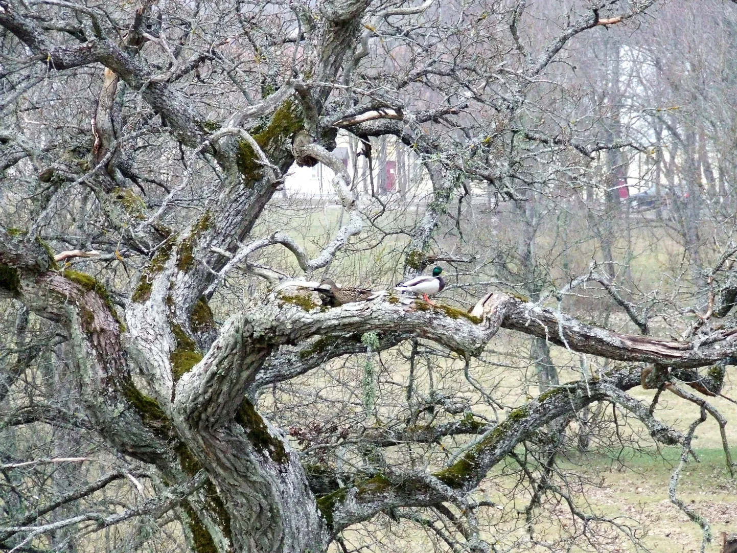Läänemaal Ridala vallas uuris pardipere väga põhjalikult vana tammepuud.