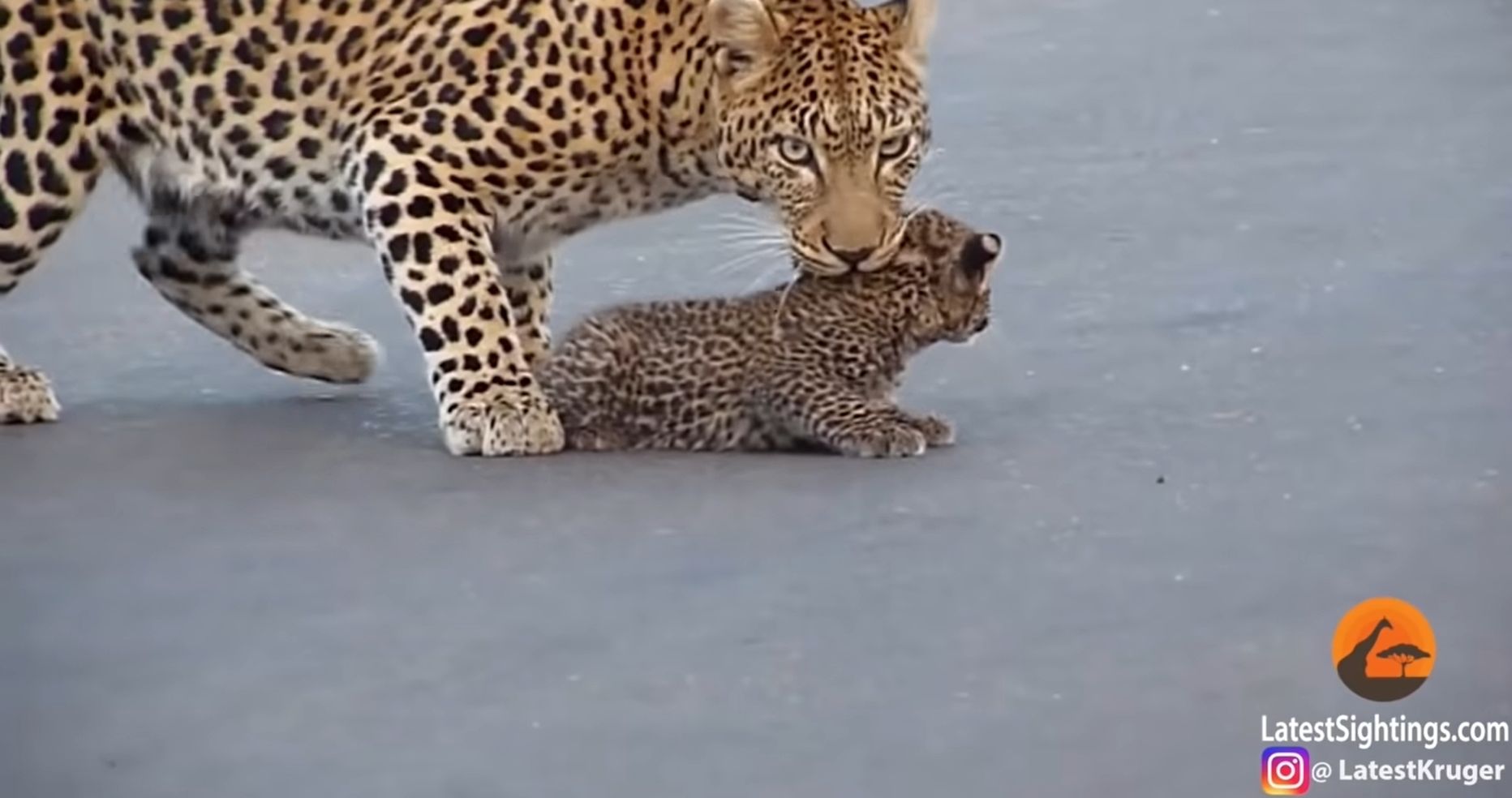 Leopard pojaga