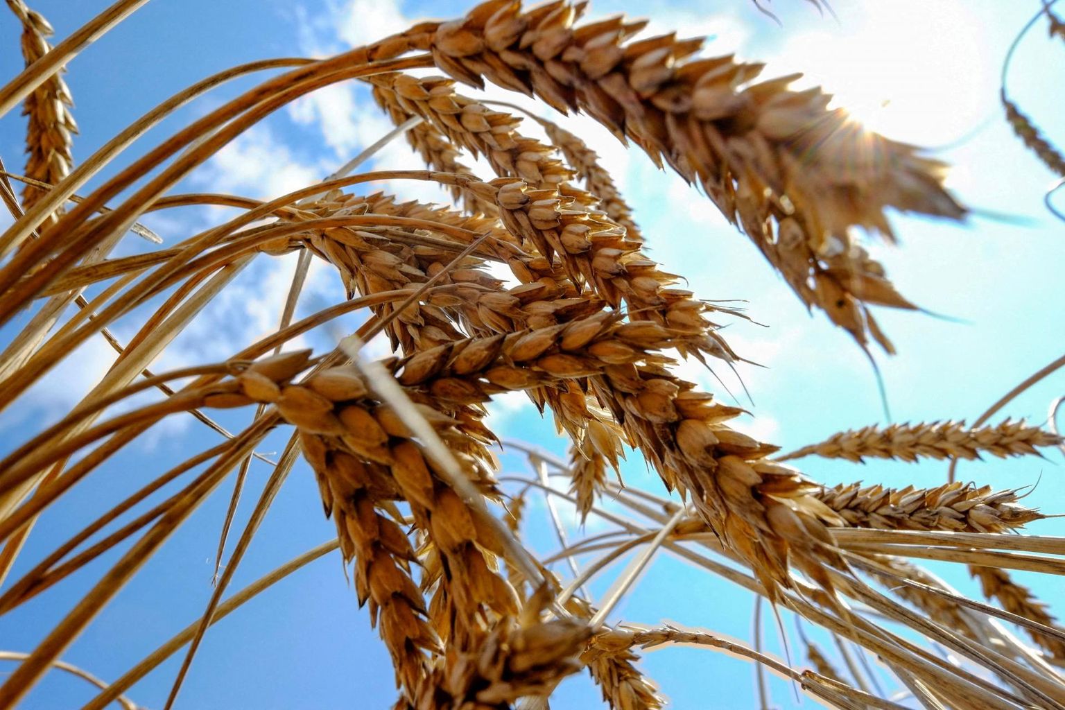 Maailm toodab nisu ligikaudu 780 miljonit tonni aastas.