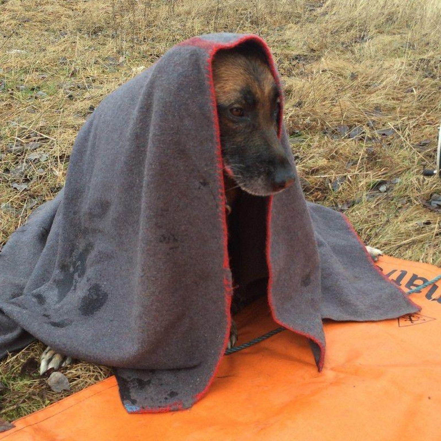 Lõppeval aastal käisid Pärnumaa päästjad jäätunud veekogudel hätta sattunud koeri aitamas kolmel korral.