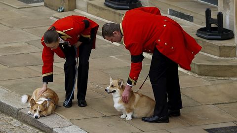 Kas kuninganna koerad on lõpuks oma omaniku surmast toibunud?