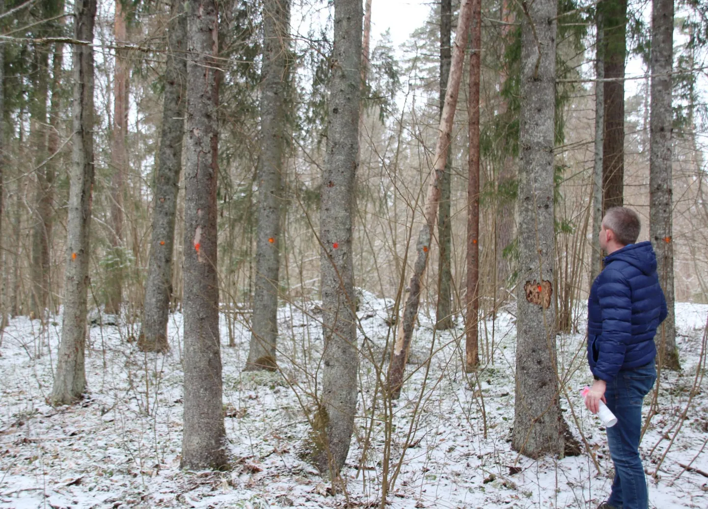 Ohtlike puude märgistamine Otepääl