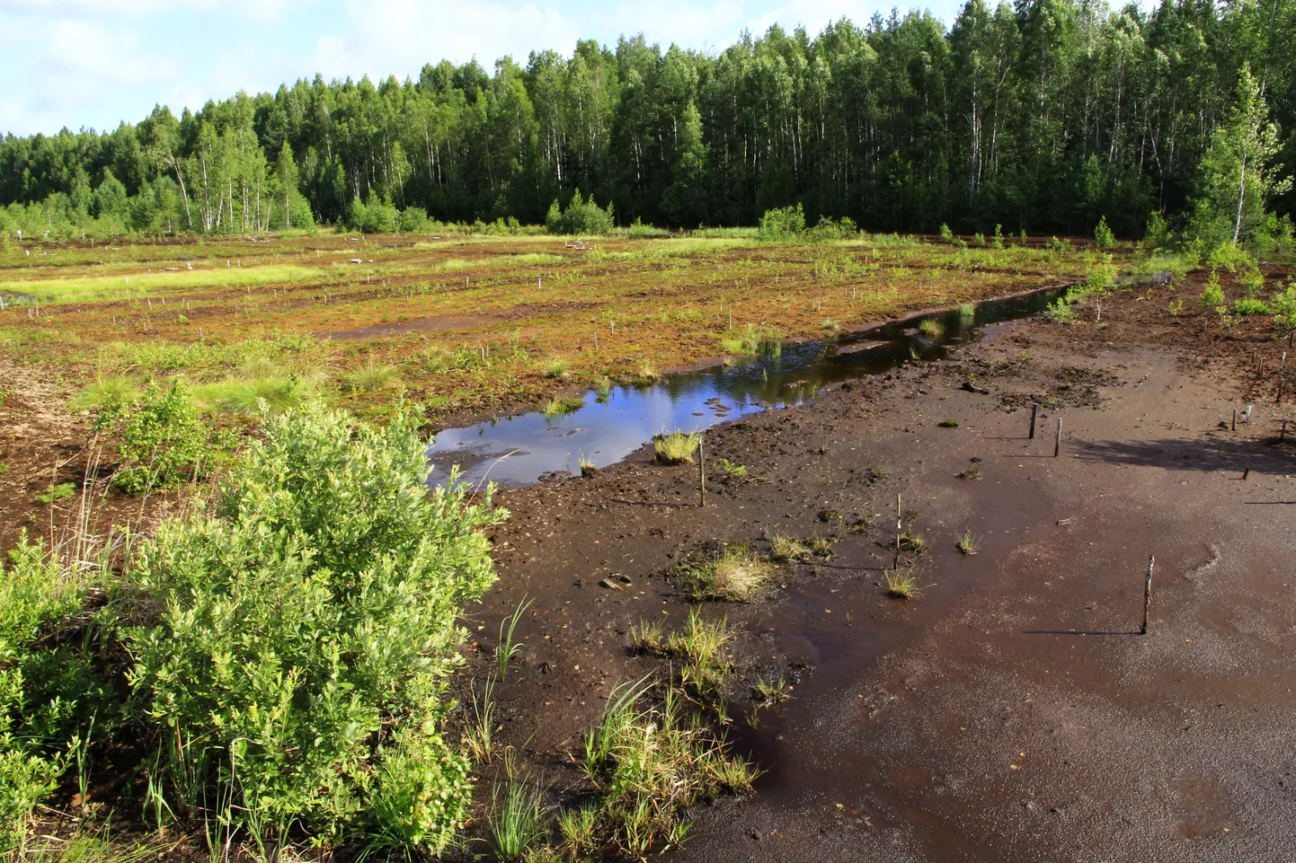 Esiplaanil mahajäetud ja tagapool hästi taimestunud jääksoo neljandal aastal pärast korrastamist.