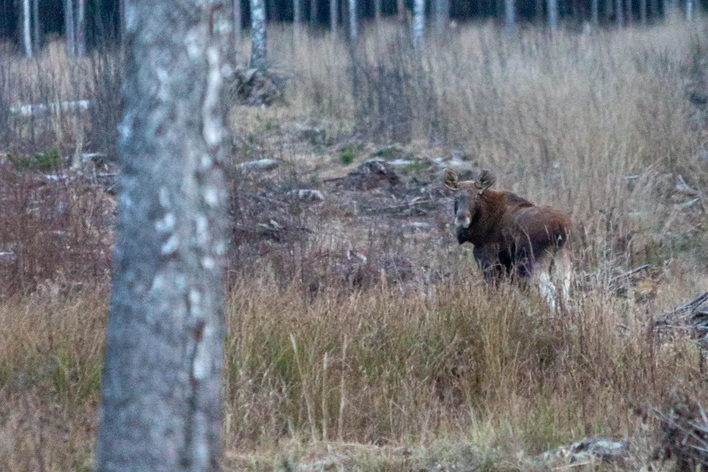 Põdraga maanteel kohtumine lõppes mootorratturile haiglas. Foto on illustratiivne.