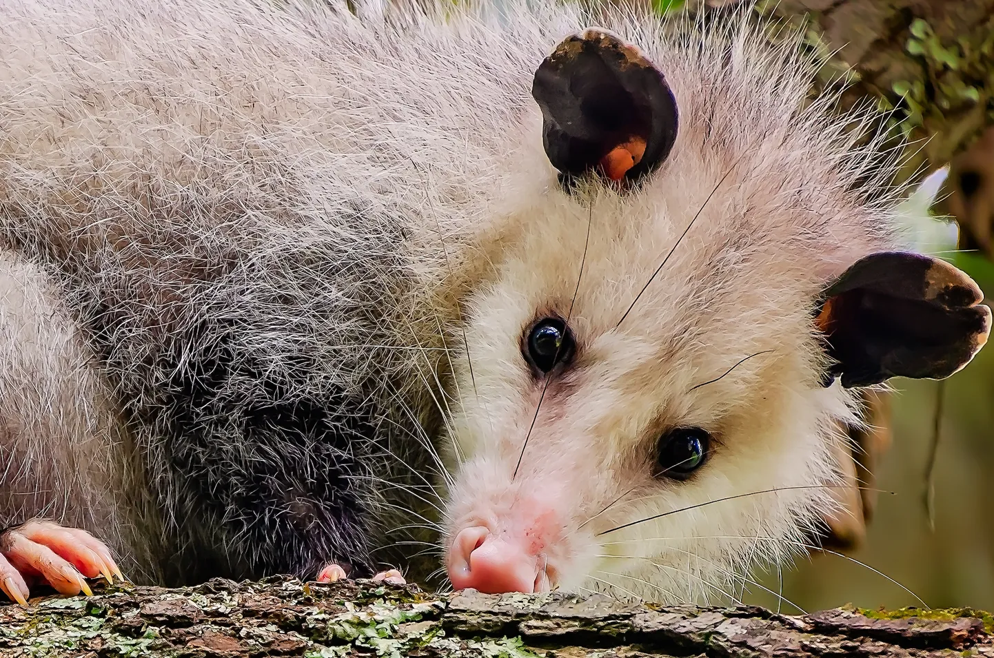 Opossum. Pilt on illustreeriv.