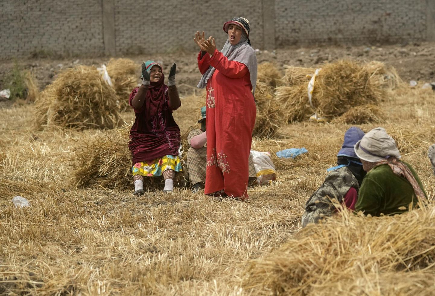 Põlluharijad Niiluse deltas: siiani Vene ja Ukraina viljast sõltunud Egiptus üritab suurendada oma nisutootmist. 