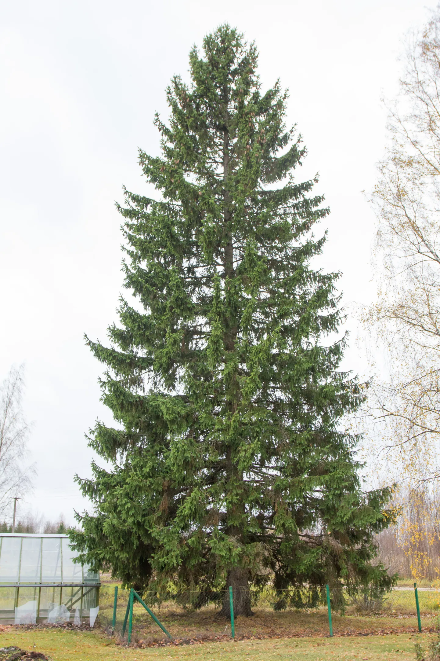 Viljandi jõulupuu tuleb Karksi vallast.