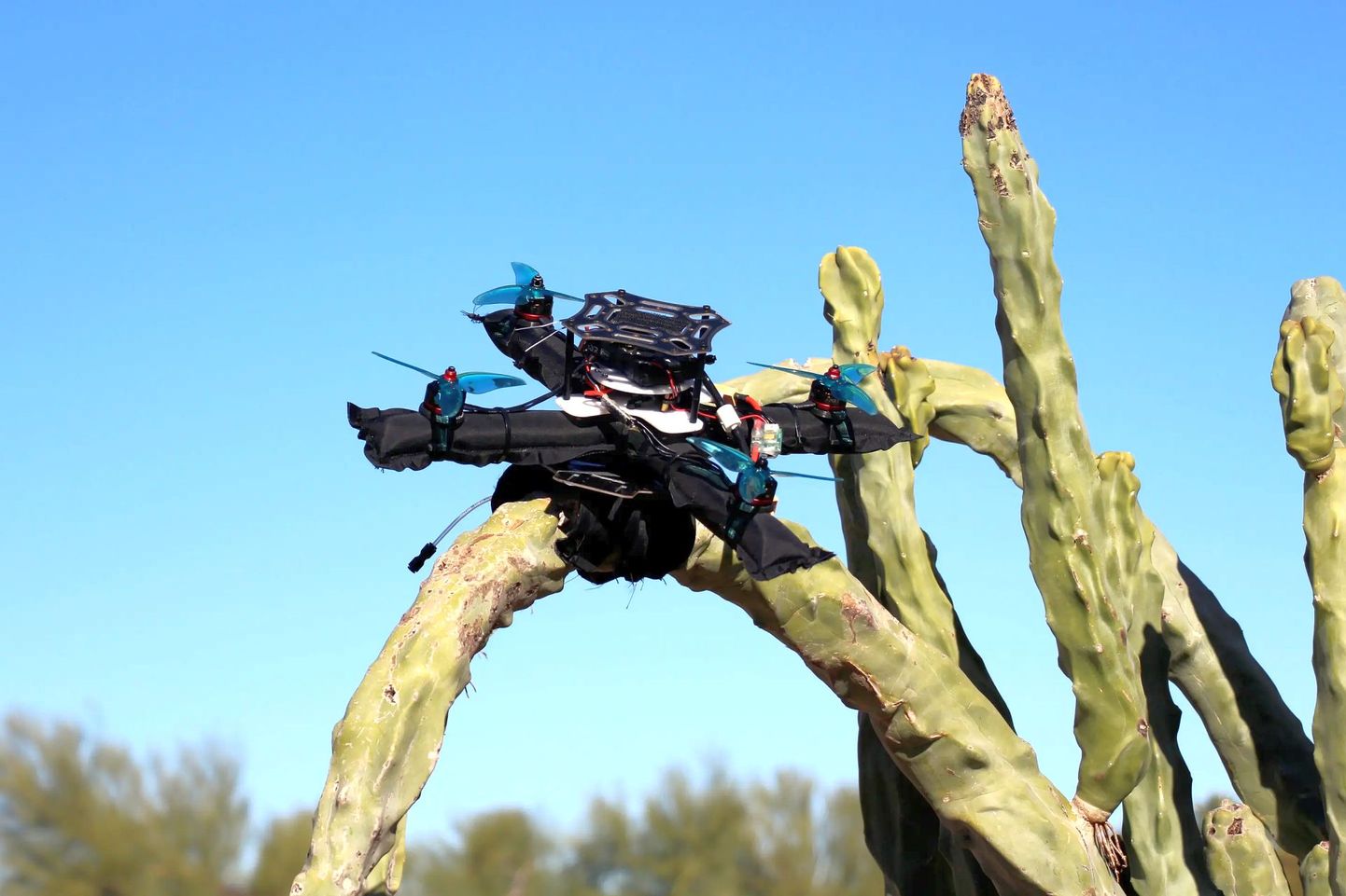 Kaktus ei suuda siiski täispuhutavat drooni katki torgata. Pehme lennuaparaat võib hoopis oksast haarata ja kaktusel peatuda.