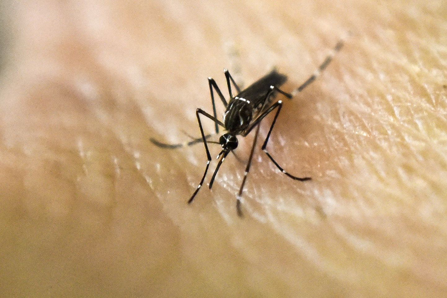 Zika viirust kannavad reeglina edasi moskiitod