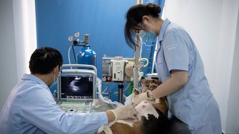 Lemmikute kloonimine on nüüd igapäine – see on siiski vähestele kättesaadav