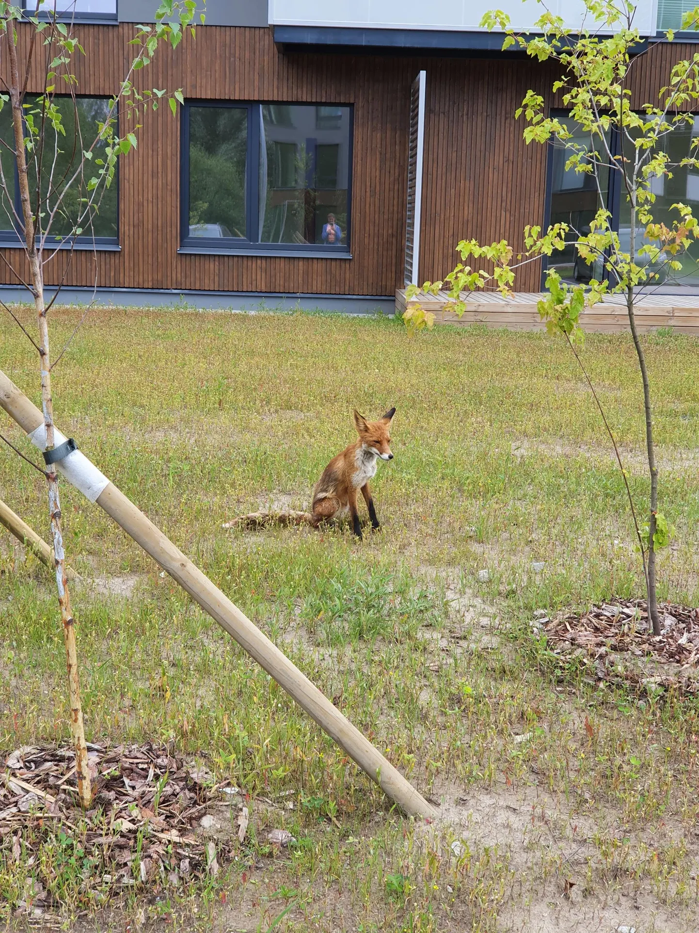 Rebased jalutavad viimasel ajal üsna julgelt inimeste koduaedades ning võtavad vastu nende pakutavat toitu. Foto on illustratiivne,