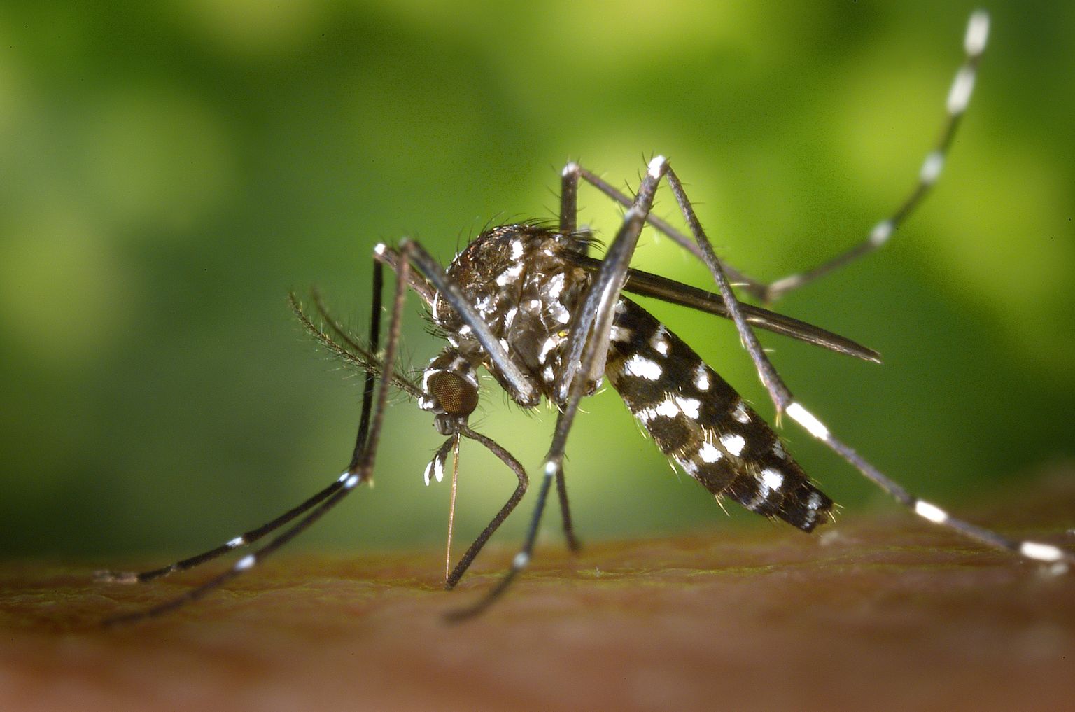 ÜKS PALJUDEST: Aasia tiigersääsk (Aedes albopictus) on üpris agressiivne ja teiste sääskede elupaiku kiiresti üle võttev putukas. Sääsk levitab Zika-viirusinfektsiooni ja dengepalavikku.