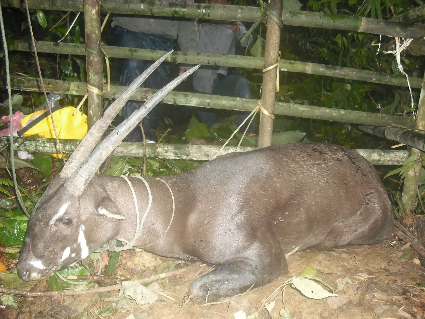 Saola ehk metsveis (Pseudoryx nghetinhensis)