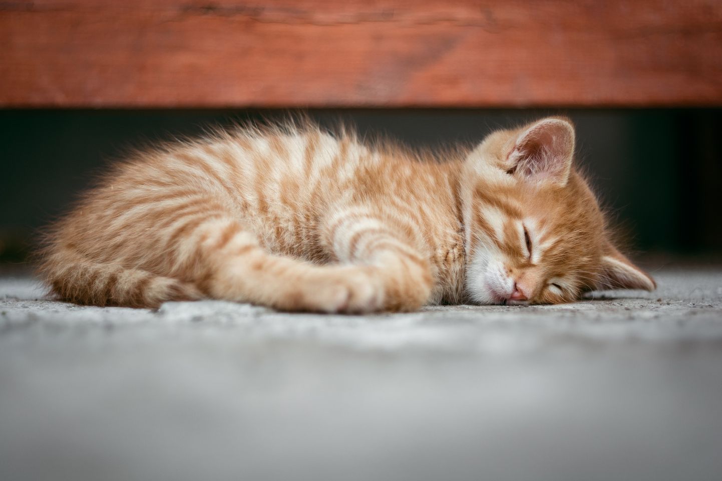 Спящий котенок. Иллюстративное фото